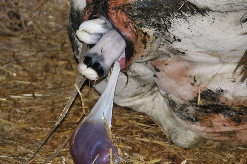 3. Aufweitungsphase: Die Beine des Kalbs erscheinen. Bild: Braunvieh Schweiz