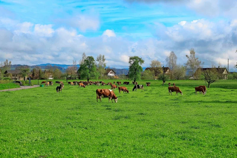 Auf dem Burgrain werden die Milchkühe im Vollweidesystem mit saisonaler Abkalbung gehalten.