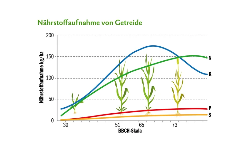 Nährstoffaufnahme beim Getreide von Stickstoff, Kalium, Phosphor und Schwefel bei einem Ertragspotenzial von 60 dt/ha.