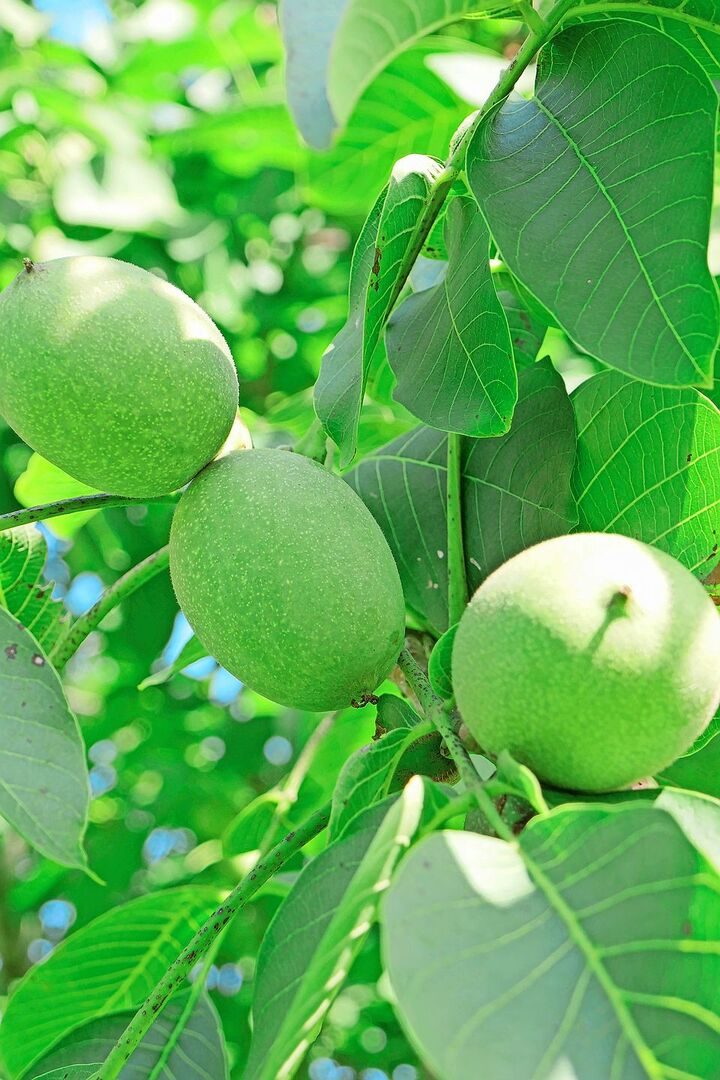 Baumnüsse am Baum, Mitte September, noch umhüllt von der grünen Schale.Die Nüsse sind reif, wenn sich diese Schale öffnet.