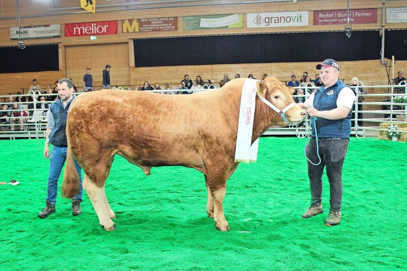 Bei den Limousin wurde ein Muni Champion: Gallikers’s Espresso, von Fabian Galliker aus Gunzwil LU.