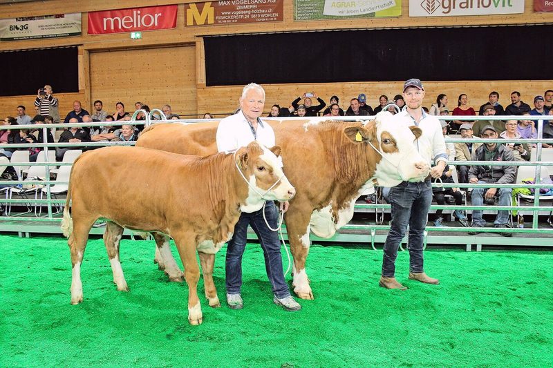 Bei den Simmental wurde Berger’s Luana Champion. Sie gehört Simon Büttiker aus Gunzgen SO.
