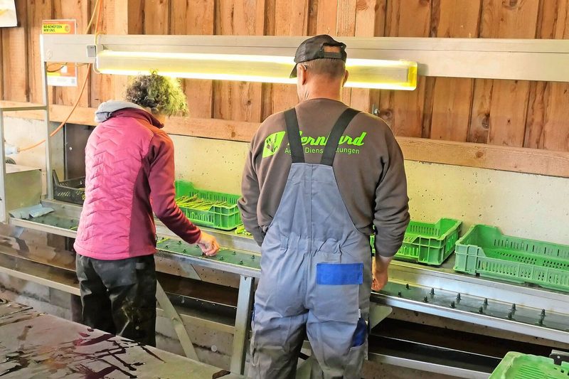 Eingespieltes Team: Für die Ernte und das Rüsten der Spargeln sind bis zu 20 Personen im Einsatz.