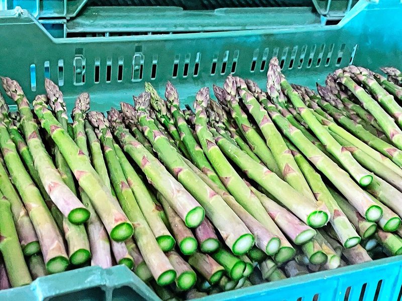 Nachdem die Spargeln am frühen Morgen geerntet wurden, kommen die ersten bereits am Mittag auf den Tisch.