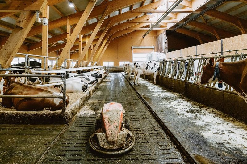 Der Roboter unterwegs im stets sauberen Stallgang. «Ein wichtiges Gerät», sagt Alex Gobeli.