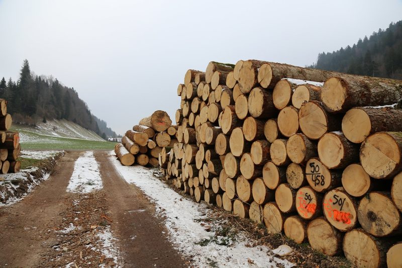 Baustoff Holz: «Alles andere ist ein Verbrechen gegen die Nachhaltigkeit»