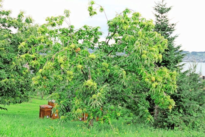 Baldige Ernte: Die Edelkastanienbäume sind derzeit voll behangen.