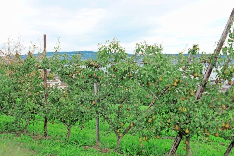 Der Apfel ist eine der Hauptkulturen auf dem Obst- und Beerenbetrieb Rellstab.