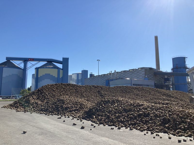 Die ersten Zuckerrüben sind da, es geht los mit der Verarbeitung