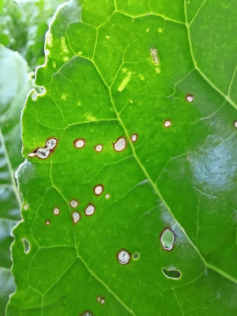 Cercospora ist an kleinen (Durchmesser: 3–5 mm), runden, hellgrauen Flecken mit rotbraunem Rand erkennbar. Sie treten zuerst einzeln auf und können später ineinanderfliessen. Innerhalb der Flecken sind die Pilzsporen als kleine schwarze Punkte sichtbar.