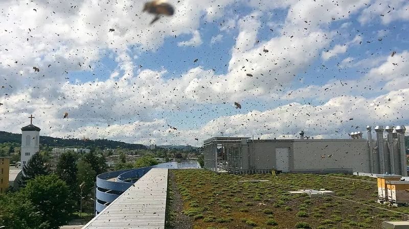 Urbane Bienenköniginnen – ein etablierter Trend