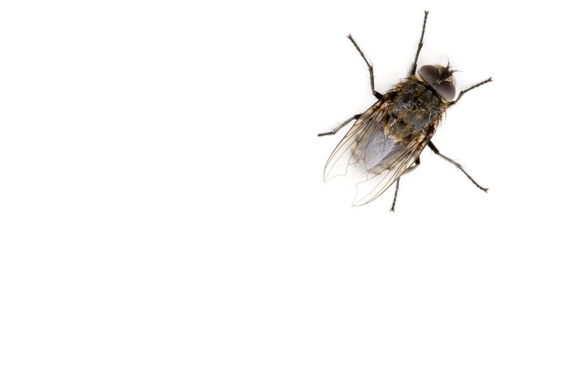 Eine Fliege krabbelt davon.