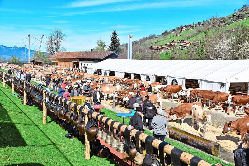 Es stimmte alles: ein schöner Schauplatz, eine hohe Qualität, eine gute Stimmung, viel Publikum und viel Wetterglück.