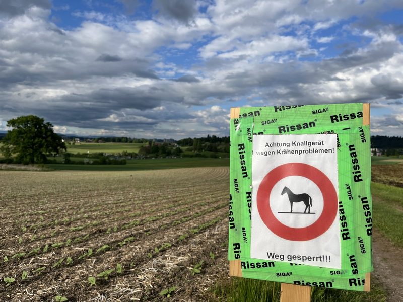Schäden durch Krähen: «Dieses Jahr war es ganz extrem», sagt ein betroffener Landwirt