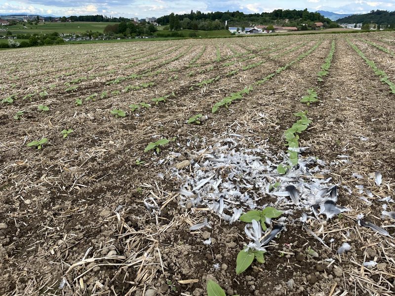 Schäden durch Krähen: «Dieses Jahr war es ganz extrem», sagt ein betroffener Landwirt
