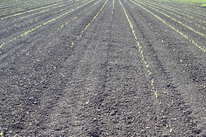 Schäden durch Krähen: «Dieses Jahr war es ganz extrem», sagt ein betroffener Landwirt