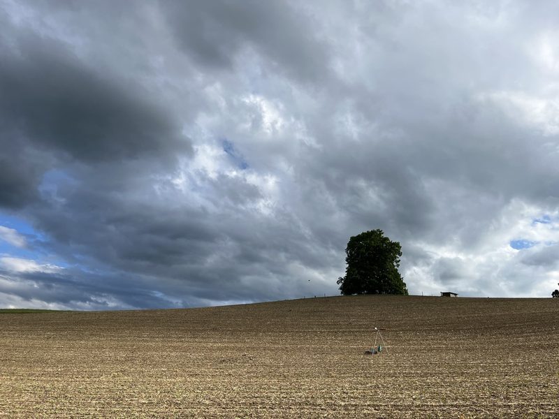 Schäden durch Krähen: «Dieses Jahr war es ganz extrem», sagt ein betroffener Landwirt