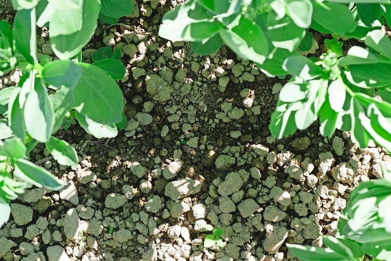 Mit 10 bis 13 kg/ha hat die Drohne Gras- und Kleesamen zwischen die Ackerbohnen gestreut. Wer findet sie?