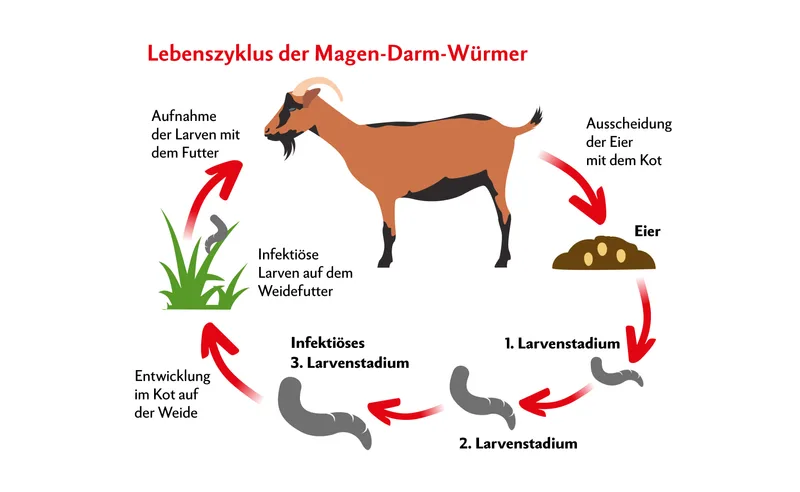 Grafik zeigt Zyklus der Endoparasiten, die sich auf der Weide entwickeln und dann von der Ziege wieder aufgenommen, anschliessend ausgeschieden werden.
