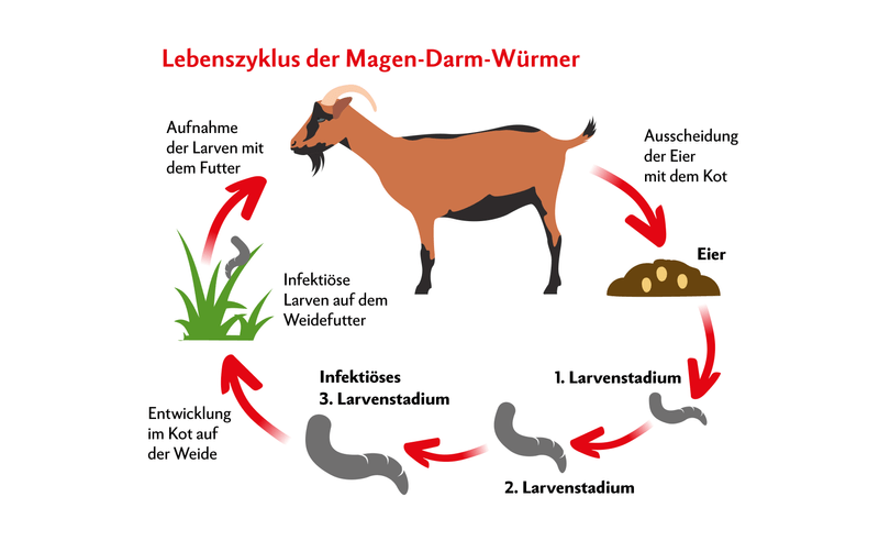 Grafik zeigt Zyklus der Endoparasiten, die sich auf der Weide entwickeln und dann von der Ziege wieder aufgenommen, anschliessend ausgeschieden werden.