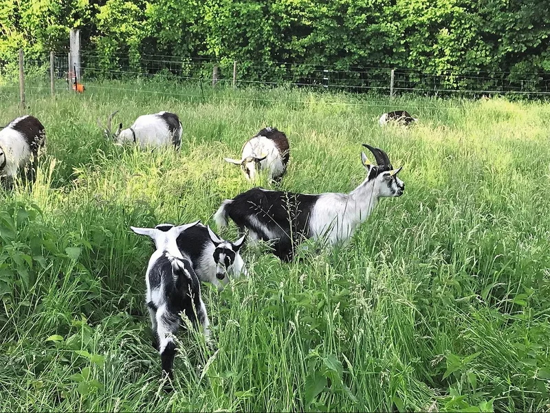 Wurmlarven haften an den Gräsern in Bodennähe, bis auf etwa sechs Zentimeter Höhe. Ziegen fressen vor allem die Grasspitzen, weshalb anzunehmen ist, dass in hohem Gras weniger Larven aufgenommen werden.