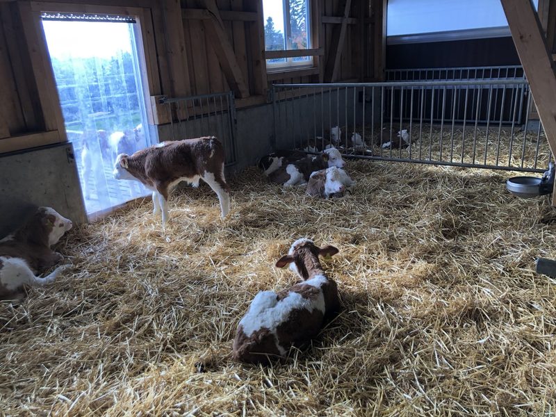 Ein grosszügig dimensionierter Stall für fünfzig Original-Simmentaler Milchkühe weckt Interesse