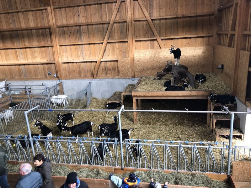 Ein grosszügig dimensionierter Stall für fünfzig Original-Simmentaler Milchkühe weckt Interesse