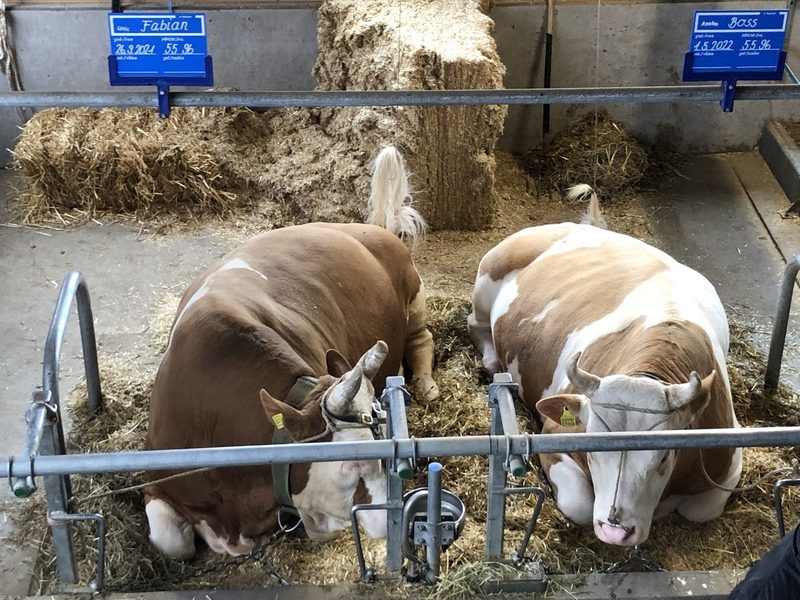 Ein grosszügig dimensionierter Stall für fünfzig Original-Simmentaler Milchkühe weckt Interesse