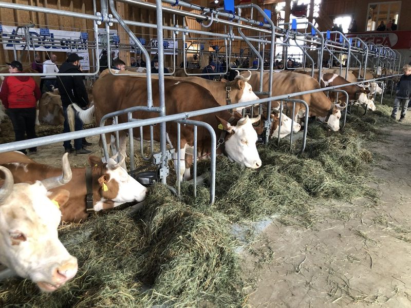 Ein grosszügig dimensionierter Stall für fünfzig Original-Simmentaler Milchkühe weckt Interesse