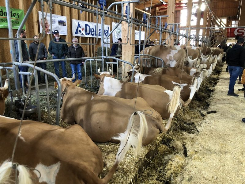 Ein grosszügig dimensionierter Stall für fünfzig Original-Simmentaler Milchkühe weckt Interesse