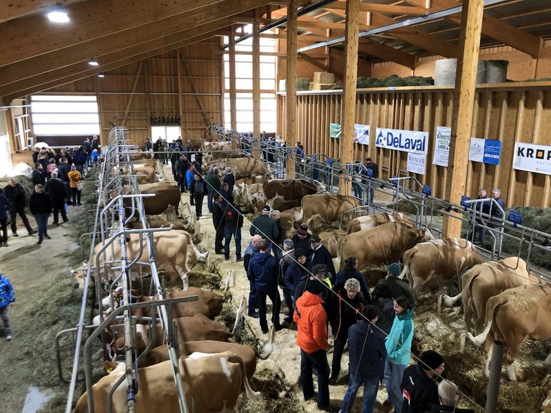 Ein grosszügig dimensionierter Stall für fünfzig Original-Simmentaler Milchkühe weckt Interesse