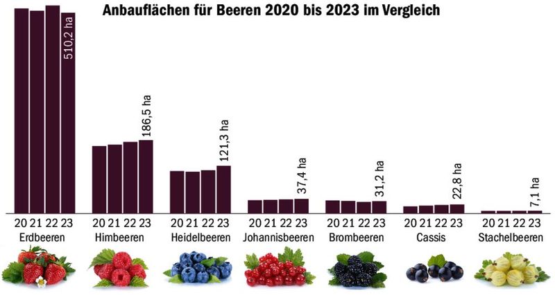 Man wartet aufs Erdbeerenwetter, aber die Früchte sind schon da