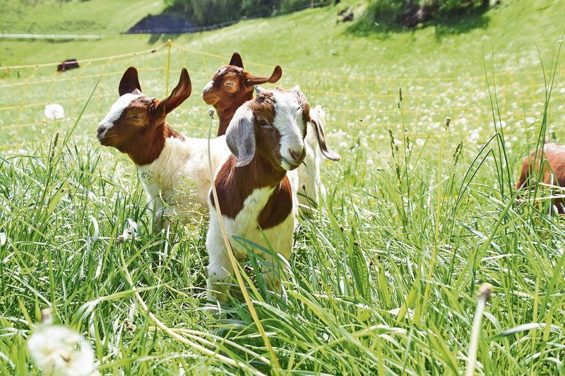 Die glücklichen Ziegen geniessen das Leben auf den Wiesen hoch über dem Walensee.