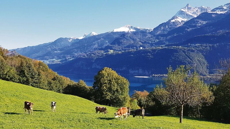 Vom neuen Schulungsraum geniesst man eine schöne Aussicht auf die weidenden Rinder und den Walensee.