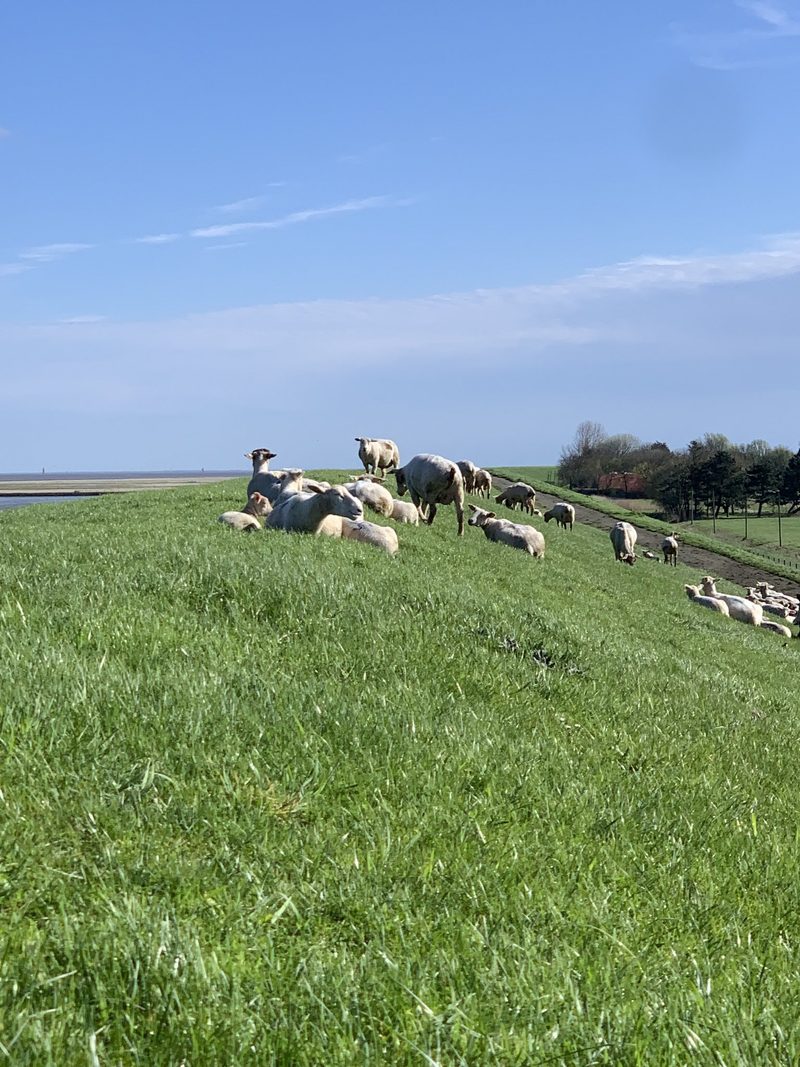 Blauzunge in Norddeutschland