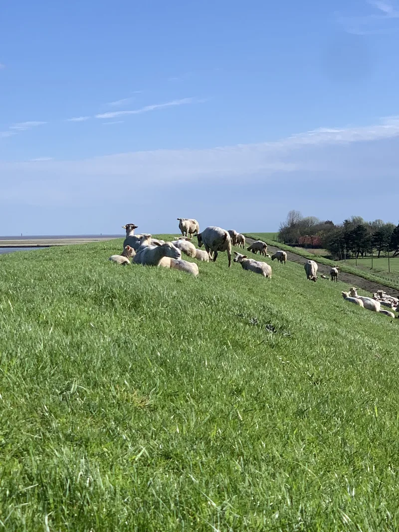 Blauzunge in Norddeutschland