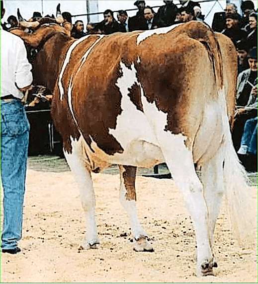 «Sie war eine besondere Kuh für uns»