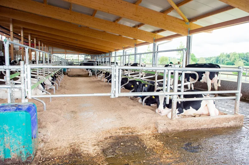 Holstein-Meisterzüchter Toni Peterhans setzt auf neuen Laufstall und Melkstand