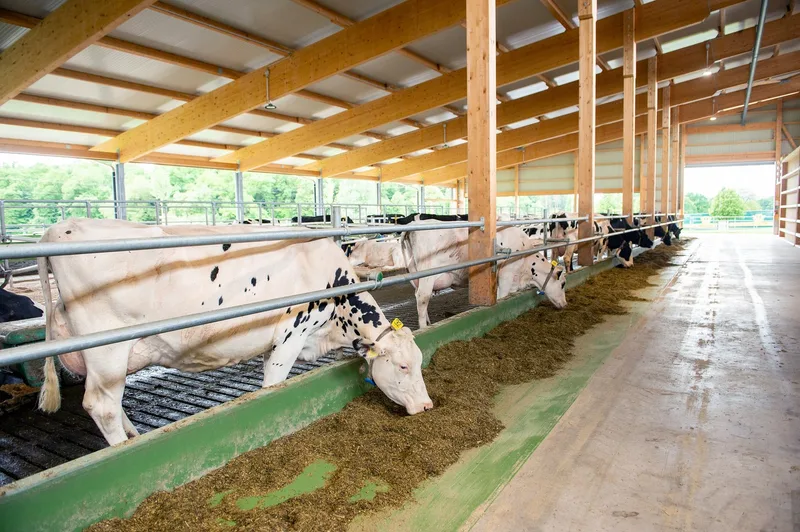 Holstein-Meisterzüchter Toni Peterhans setzt auf neuen Laufstall und Melkstand