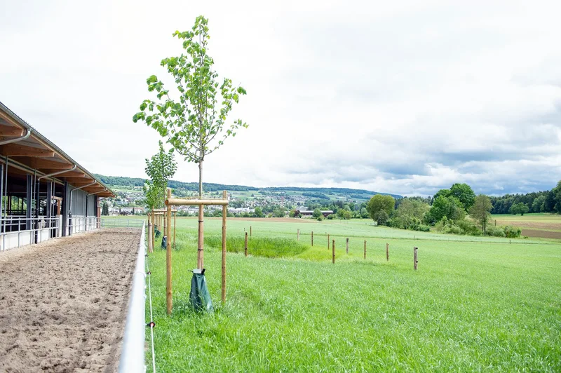 Holstein-Meisterzüchter Toni Peterhans setzt auf neuen Laufstall und Melkstand