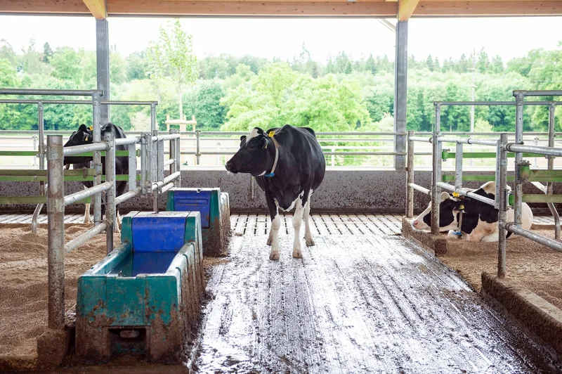 Holstein-Meisterzüchter Toni Peterhans setzt auf neuen Laufstall und Melkstand