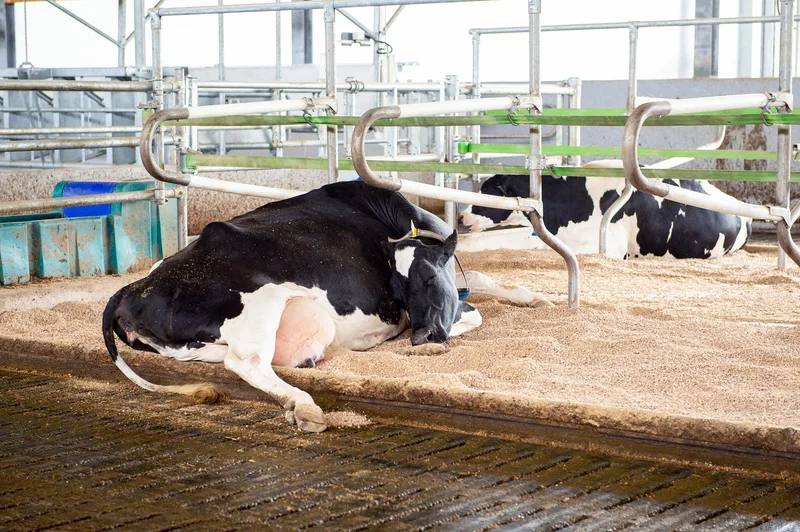 Holstein-Meisterzüchter Toni Peterhans setzt auf neuen Laufstall und Melkstand