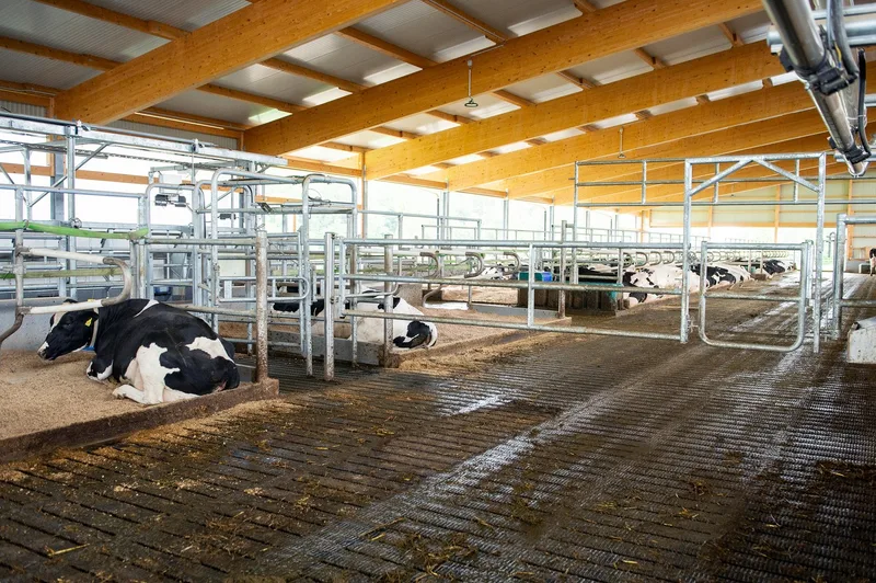 Holstein-Meisterzüchter Toni Peterhans setzt auf neuen Laufstall und Melkstand