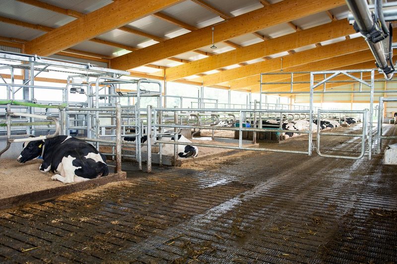 Holstein-Meisterzüchter Toni Peterhans setzt auf neuen Laufstall und Melkstand