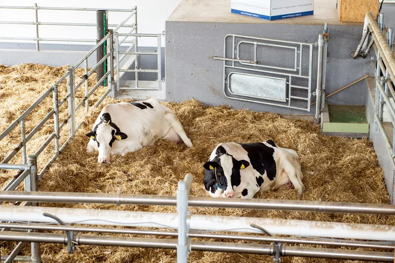 Holstein-Meisterzüchter Toni Peterhans setzt auf neuen Laufstall und Melkstand