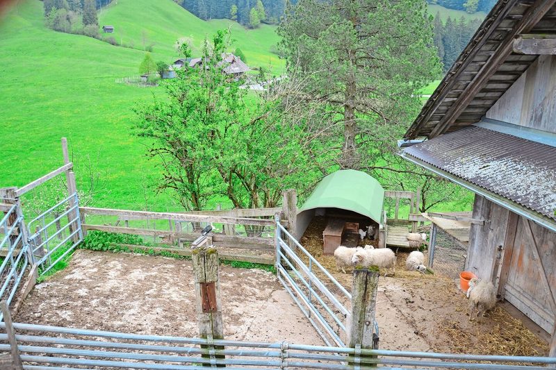 Blick von der Heustockrampe auf die Auslaufflächen. Wann immer möglich sind die Tiere draussen bzw. auf der Weide.