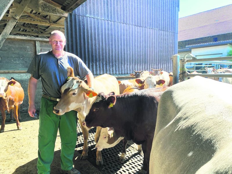 Dank des Zebu-Stiers hat Joachim Krebs weniger Probleme mit Kälberkrankheiten