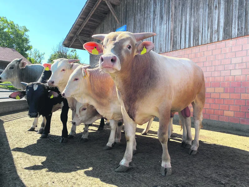 Dank des Zebu-Stiers hat Joachim Krebs weniger Probleme mit Kälberkrankheiten