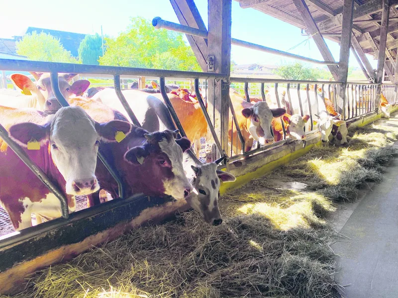 Dank des Zebu-Stiers hat Joachim Krebs weniger Probleme mit Kälberkrankheiten