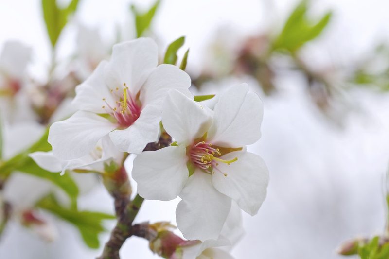Mandelblüten 12.4.2019 - 14